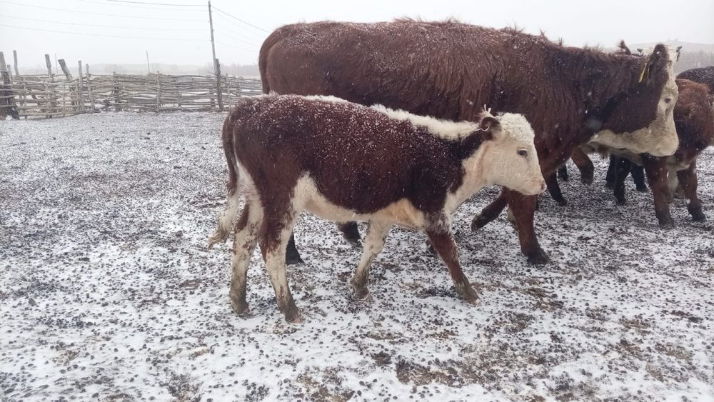 Ұрғашы подсостар