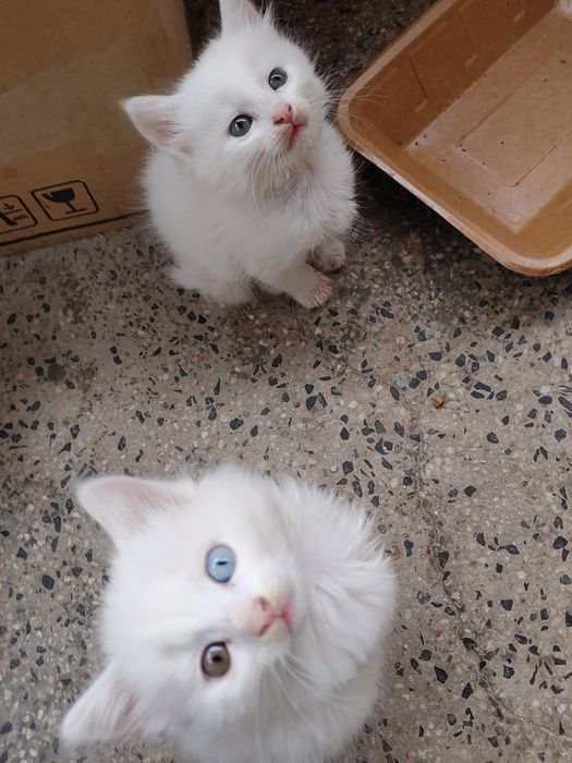 Коте на 2 месеца турска ангорска