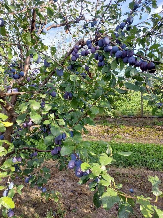 Vând prune pentru consum