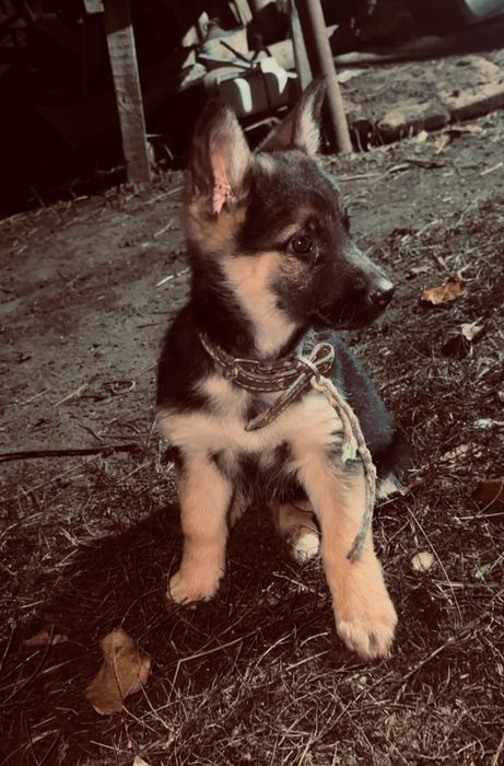 продаётся щенок немецкой овчарки