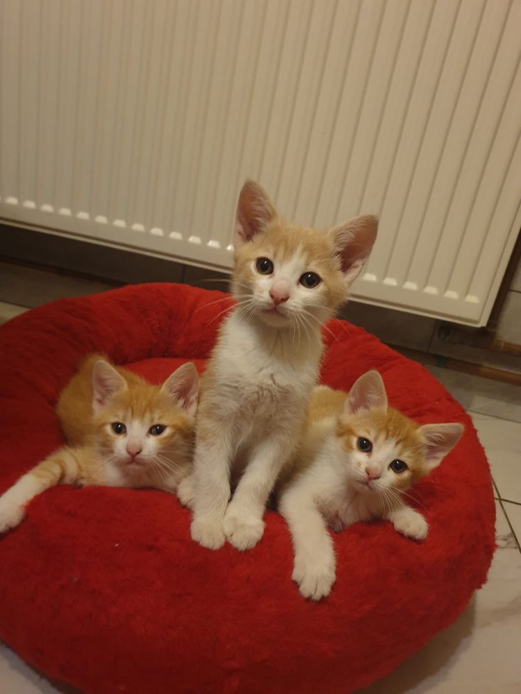 3 frați și surori își caută o casă