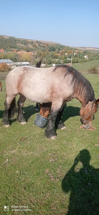 URGENT ! Vand Armasar 3 ani