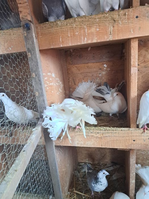 Porumbei pava de vanzare