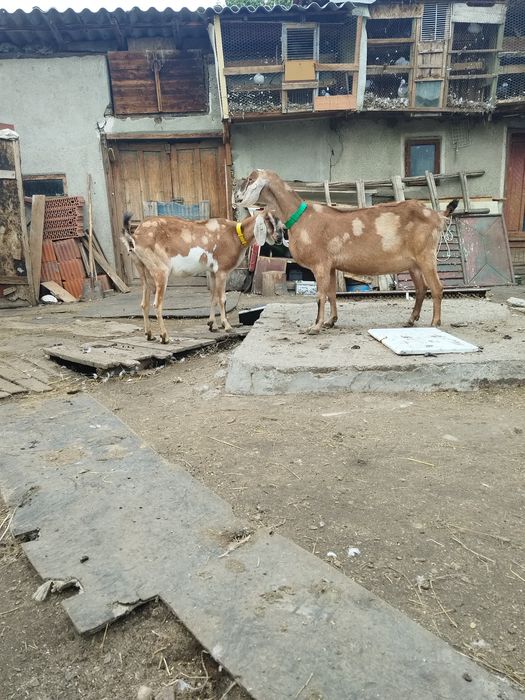 2 capre anglo nubian