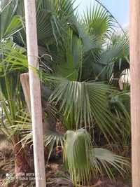 Трахикарпус Форчуна палма
