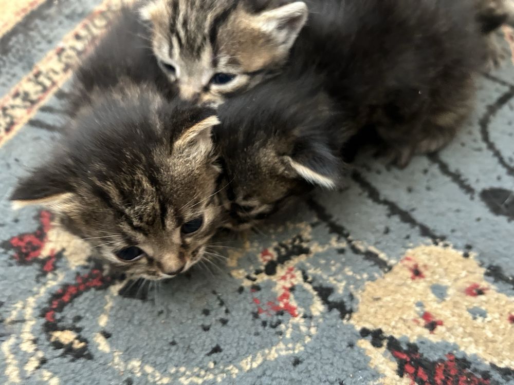 Котята ищут дом!