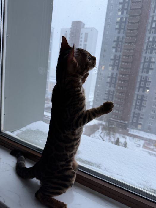 Продам котенка породы БЕНГАЛ