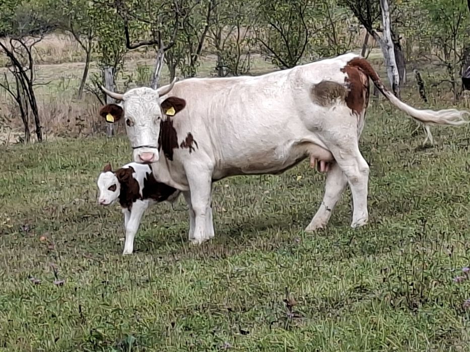 Vând vaca a 3-a fătare Baltata Românească
