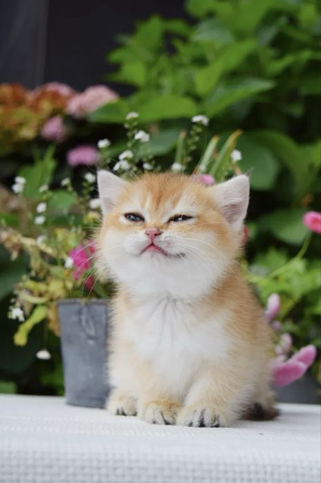 Продаётся золотые шиншилы