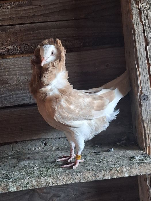 Porumbei de vânzare