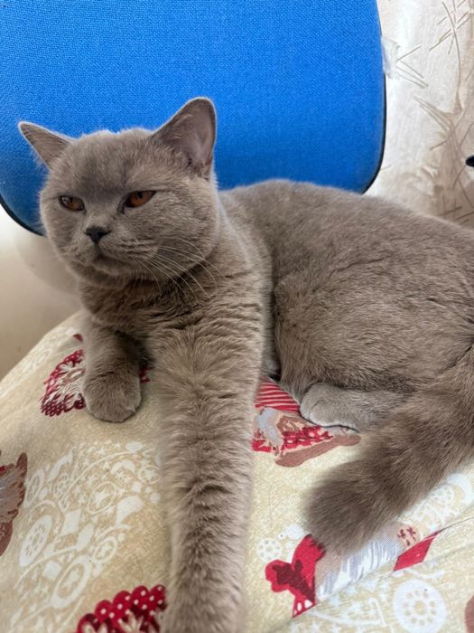 Британска късокосместа