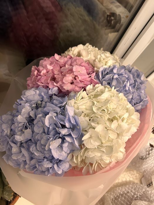 Красивые и свежие гортензий