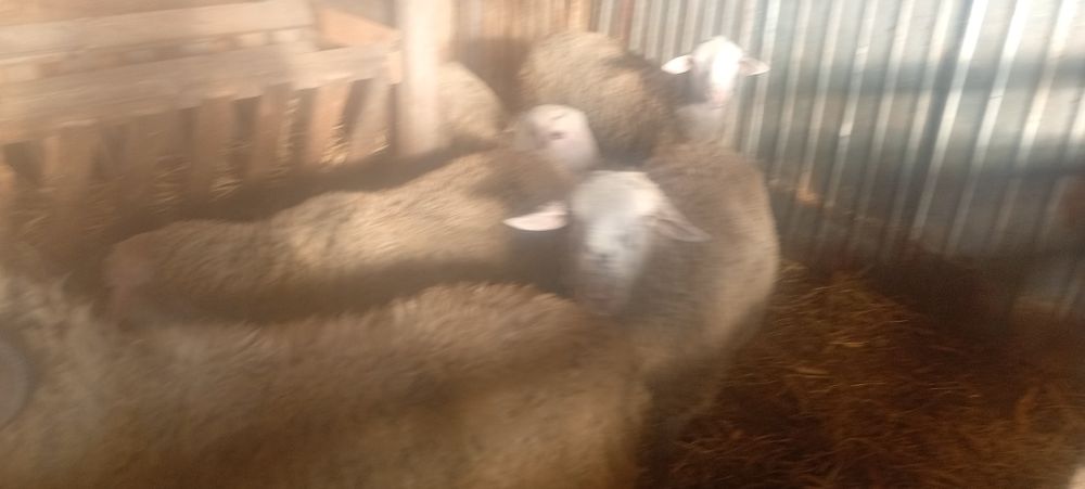 Vând berbecuți tineri