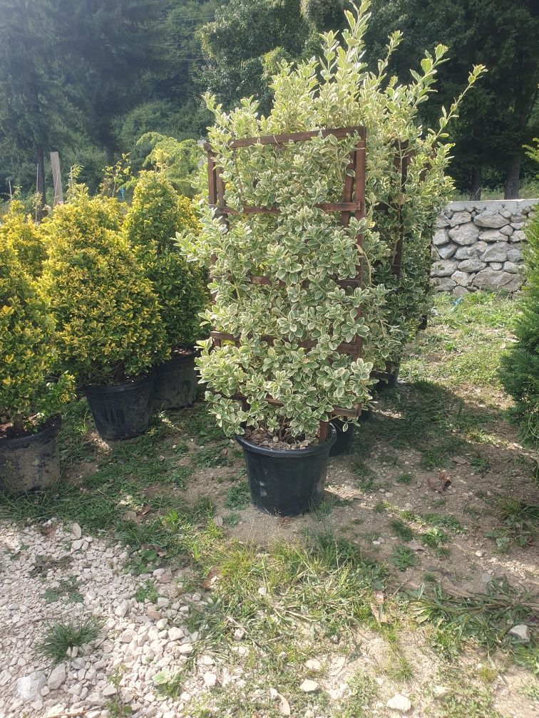 Ilex - Photinia - Laurocerasus - Plante ornamentale, spirale magnolia