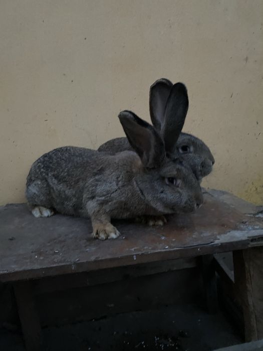 Vînd femele de urias german