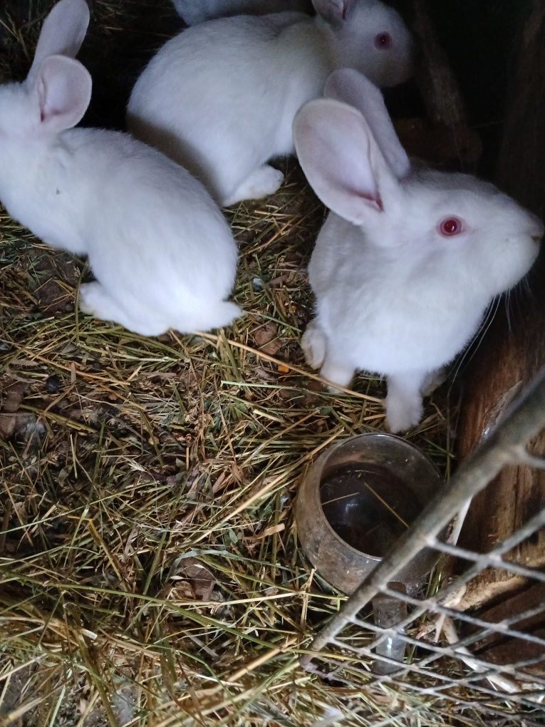 Iepuri Hycole mici/ mari