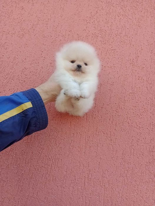 Миниатюрни мини Померани. Реални снимки!
Мъжки Померани. Реални снимки