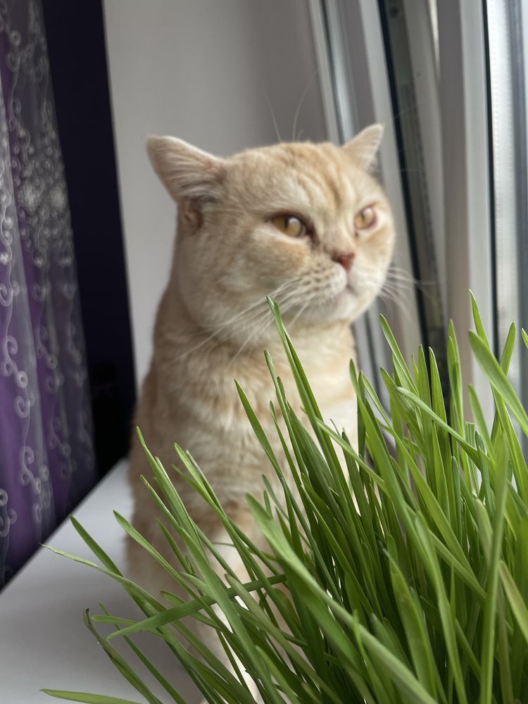 Кот британец для вязок