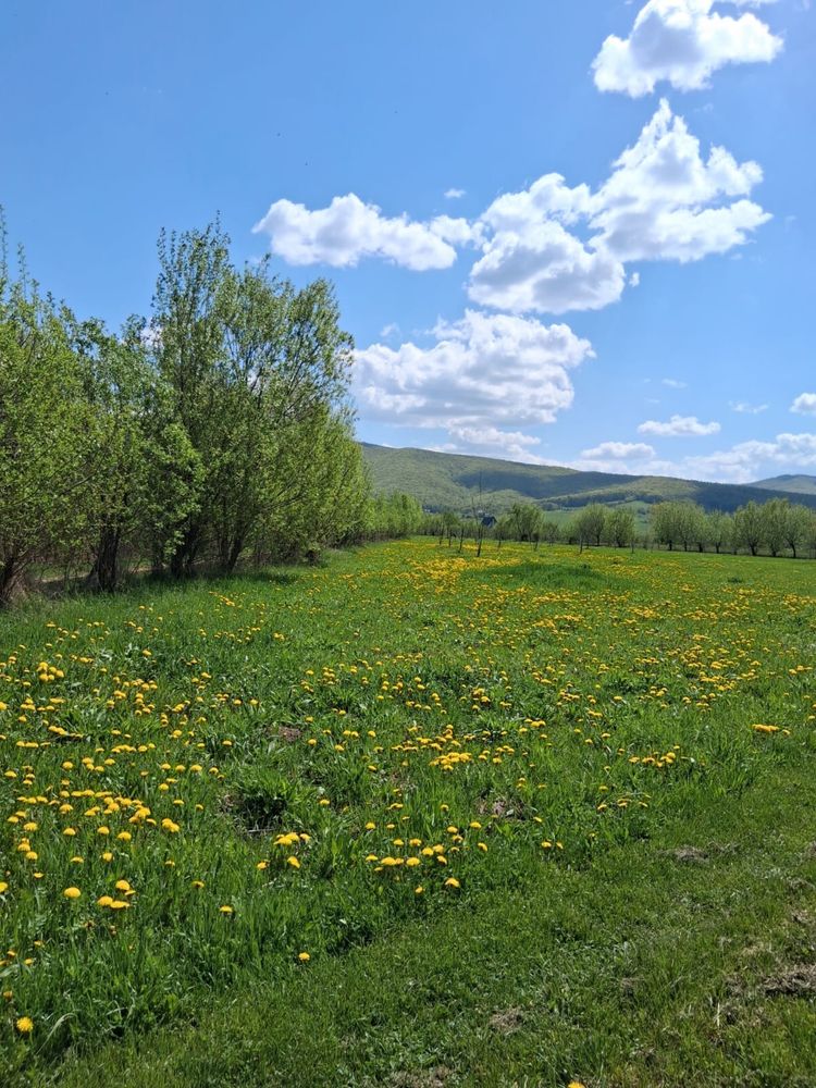 Teren 2 parcele 1400 mp- gradina cu acces la asfalt