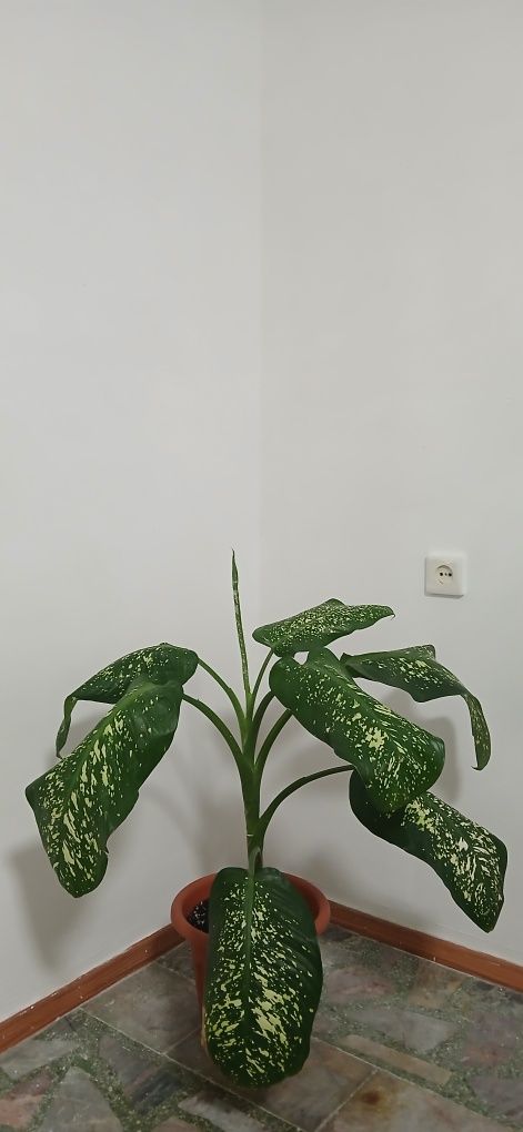 Продам диффенбахию