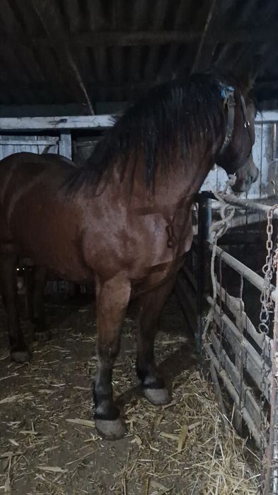 Vand sau schimb iapa