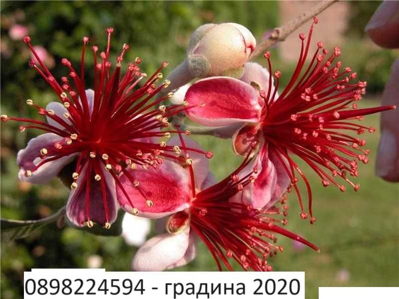 Фейхоа, Ананасова Гуава -Йодно дърво