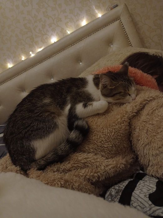 Отдаю кошечку в добрые руки