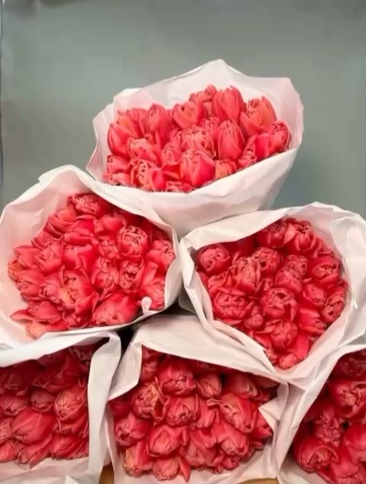 Луковицы тюльпанов оптом