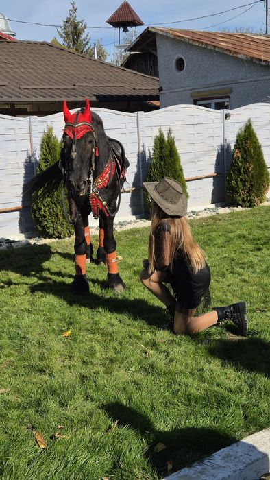 Armasar frizian pt copiii - cal de scoala