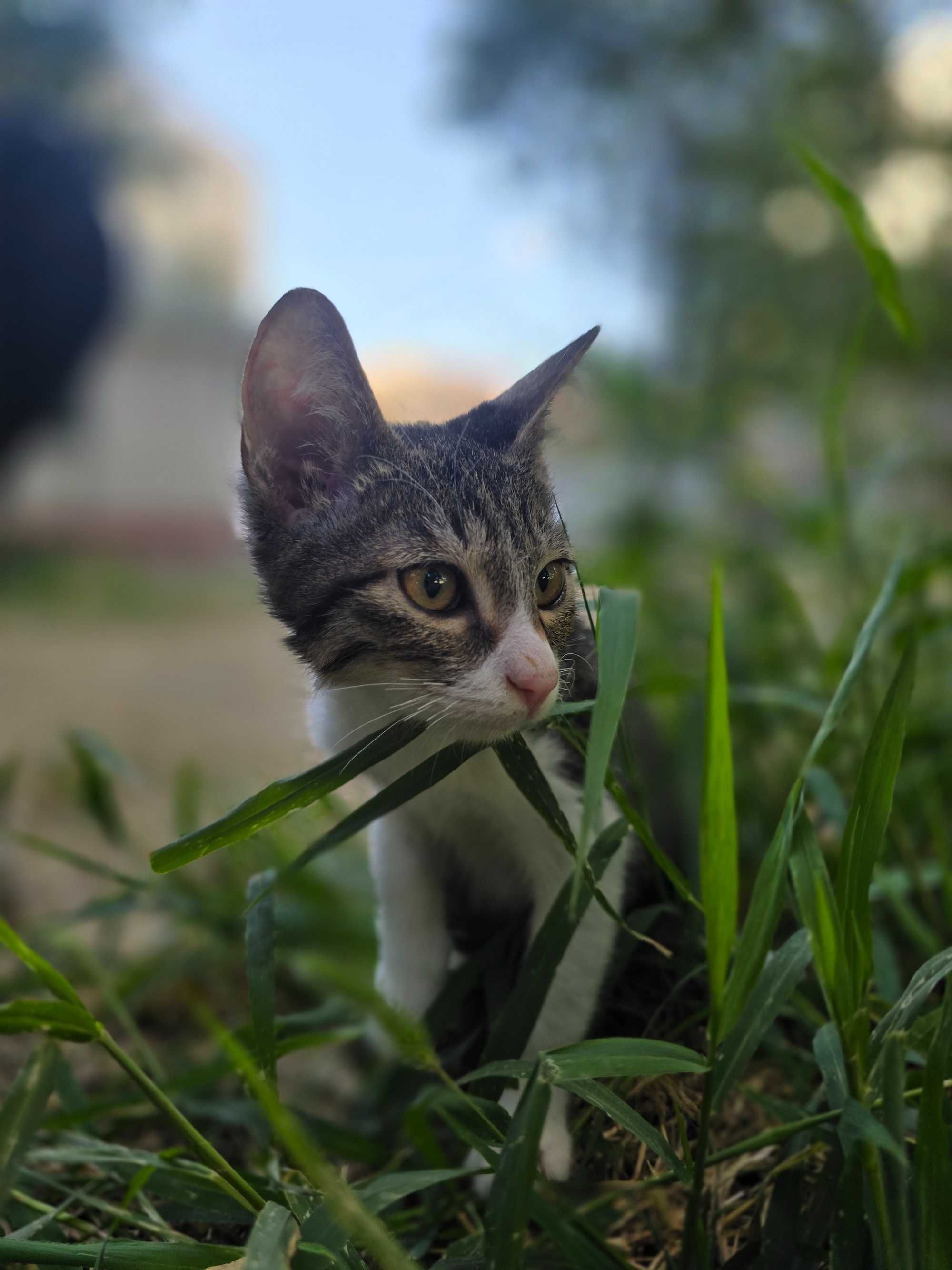 Котёнок, мальчик, 2 месяца