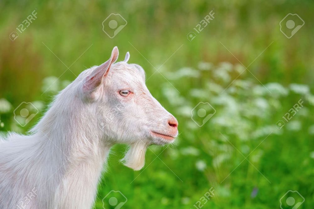 Продаю козы и козел разный парод есть беременный и молоко дает