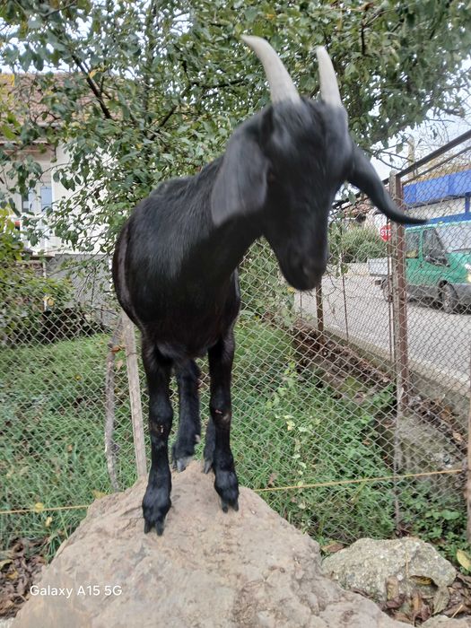 Capre de vanzare