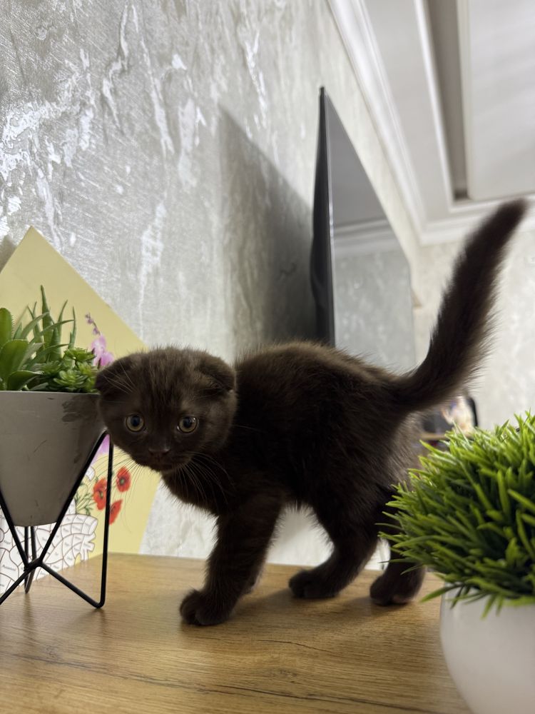 Шатландский Скоттиш фолд