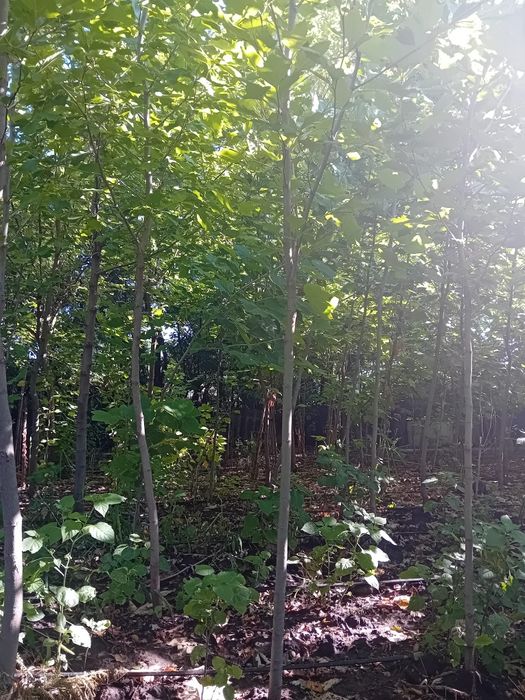 Vând Mesteacăn. Tei. Fag. Stejar. Brazi