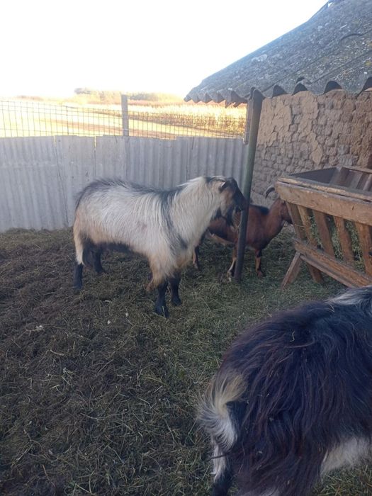 Tap de vânzare  1 an jumate