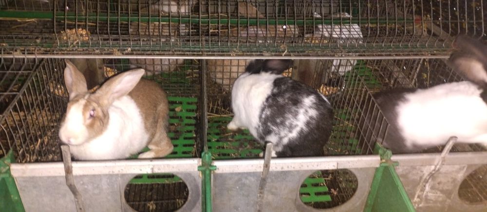 Vând cusca iepuri (modul)