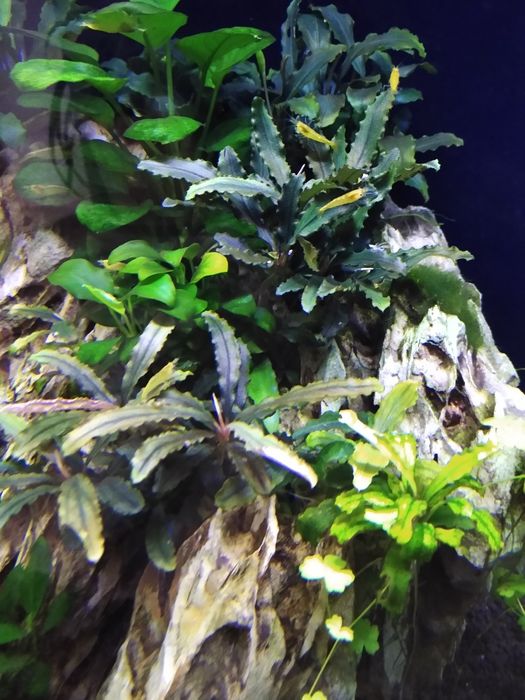 Bucephalandra , bucephalandre acvariu