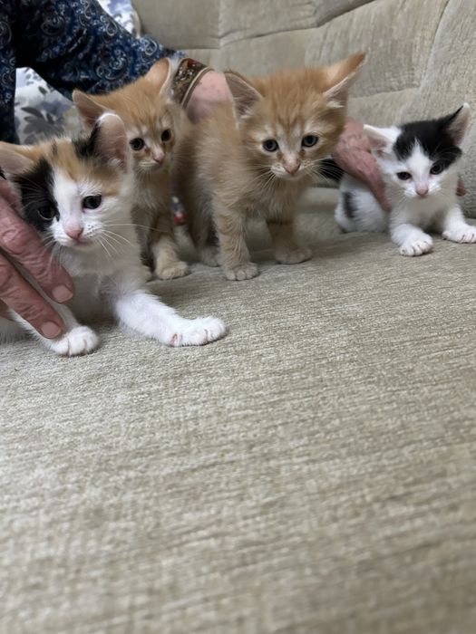 Отдам котят в добрые руки