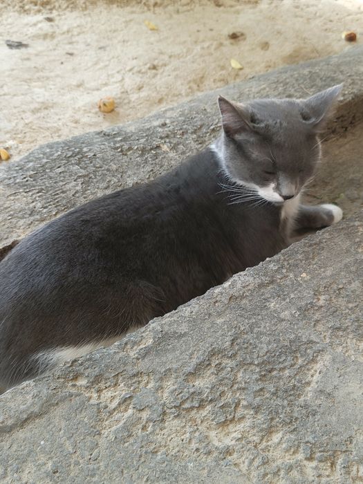 Domawni muwuk bervoriladi