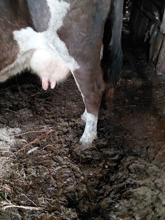 Vând vaca de culoare neagra