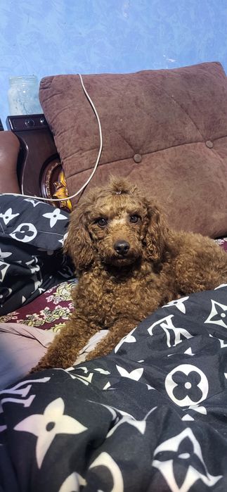 Готовятся,к продажи щенки мальтипу