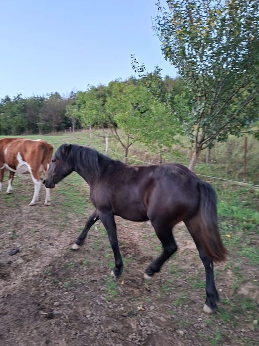 Vând mânză de un an