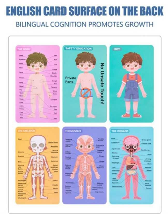 Carte magnetica - Anatomia corpului uman baietel