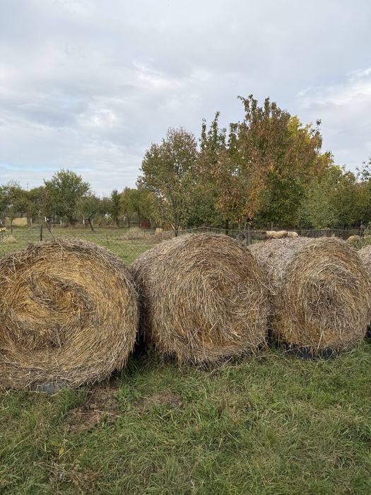 Vând baloți de paie