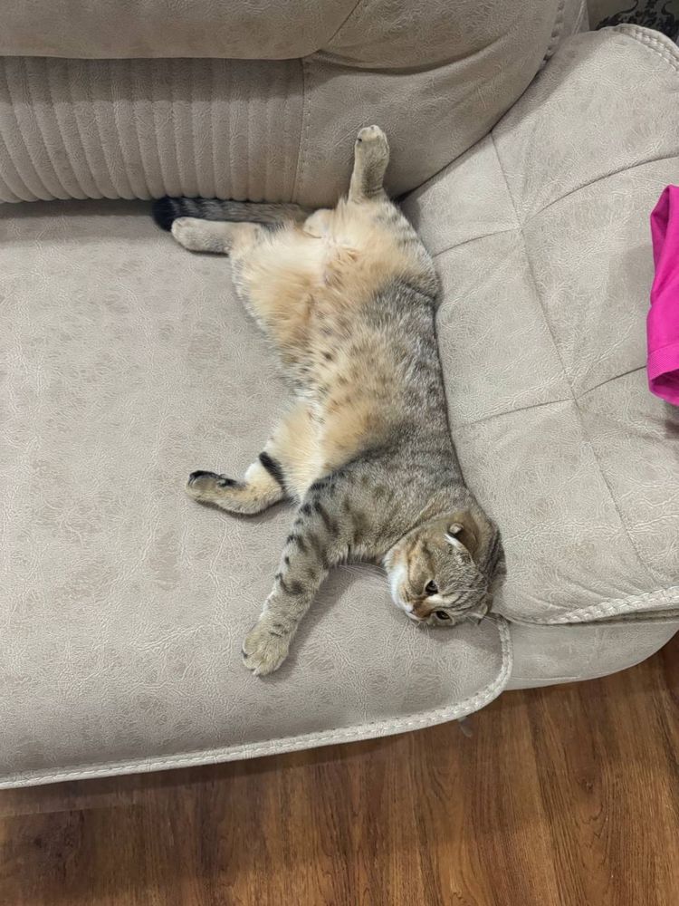 Кот на вязку шотланский вислоухий