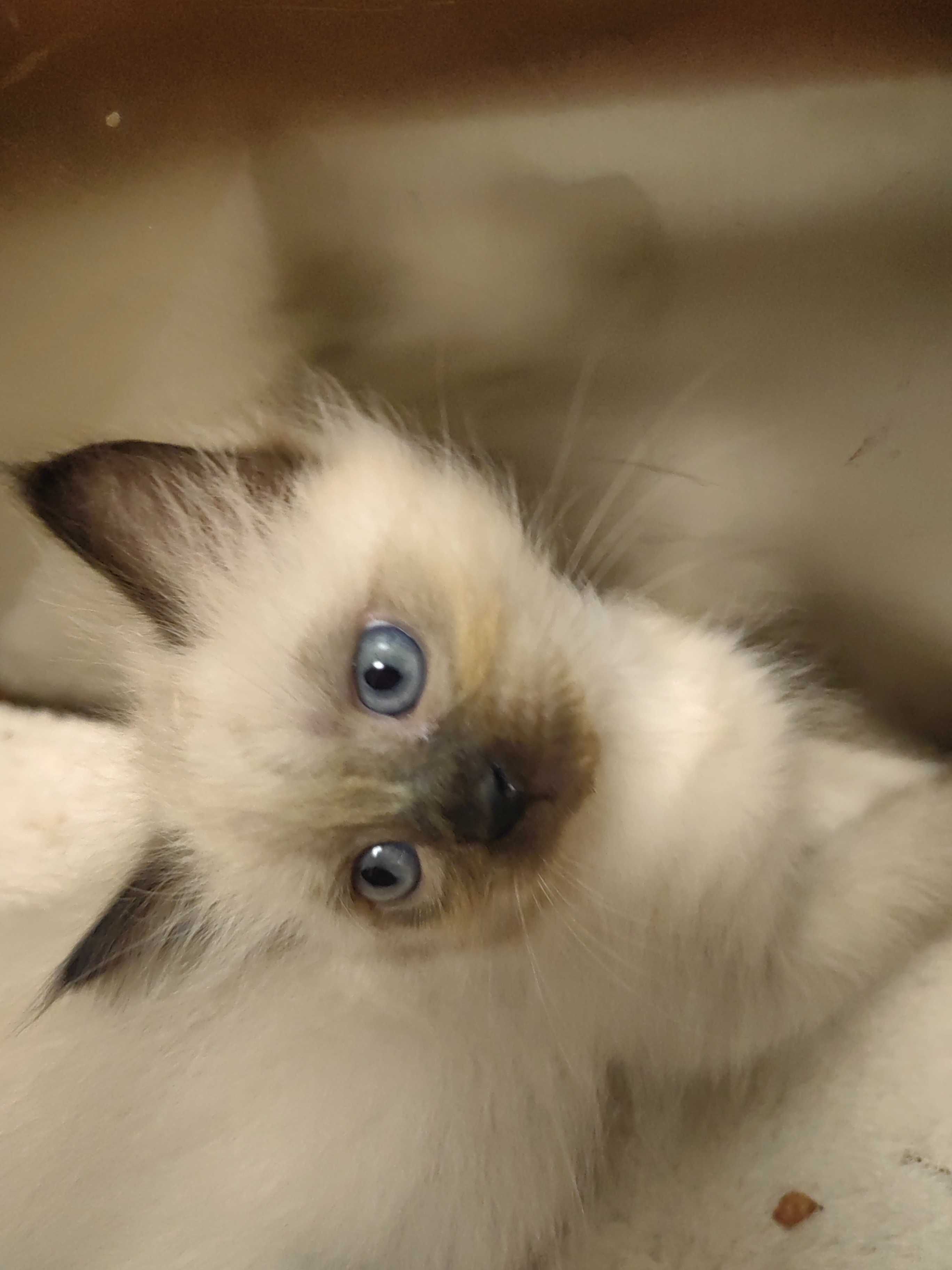 Чистокръвни котенца Ragdoll