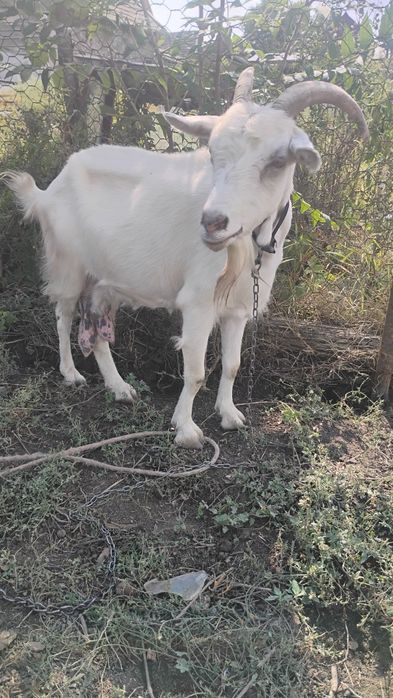 Dau schimb capra buna de lapte pe 2 purcei