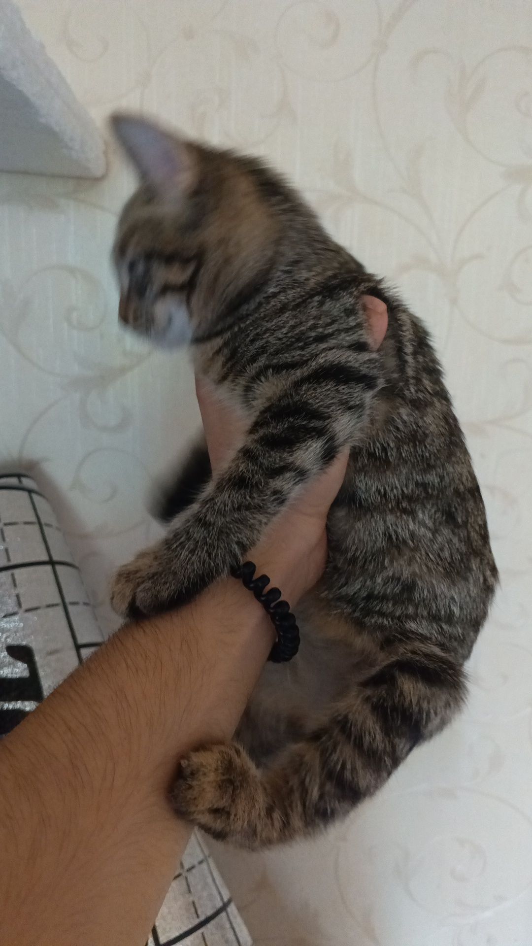 Отдаю котят в добрые руки