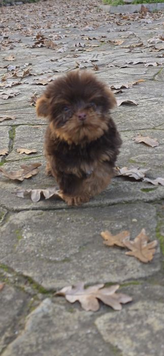 Йорки супер мини биро шоко бивър ,три момиченца!