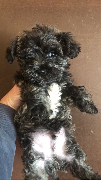 Bichon havanez doua luni